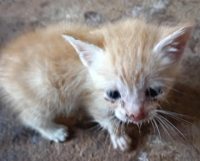 Gato raça SRD-ViraLata idade 2 a 6 meses nome Mustafá 