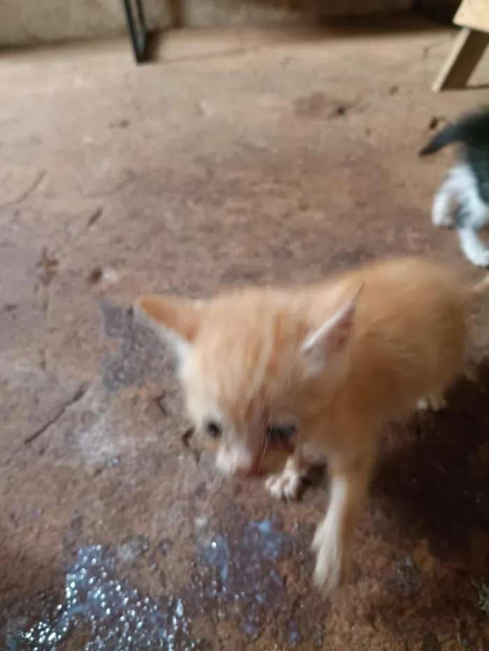 Gato raça SRD-ViraLata idade 2 a 6 meses nome Mustafá 