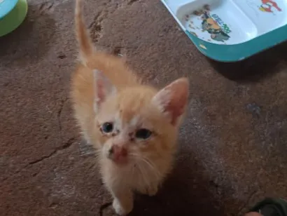 Gato raça SRD-ViraLata idade 2 a 6 meses nome Mustafá 