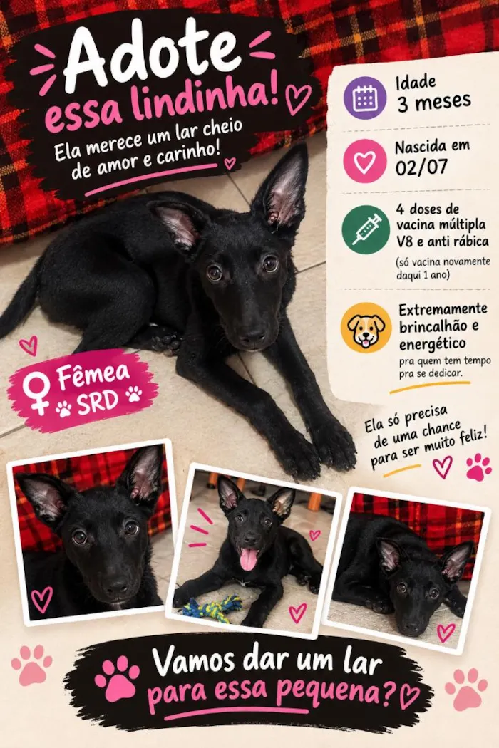 Cachorro raça SRD-ViraLata idade 2 a 6 meses nome Feijoada