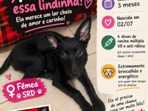 Cachorro raça SRD-ViraLata idade 2 a 6 meses nome Feijoada