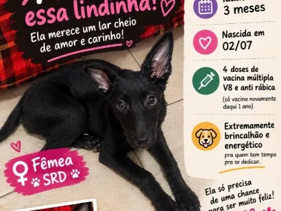 Cachorro raça SRD-ViraLata idade 2 a 6 meses nome Feijoada