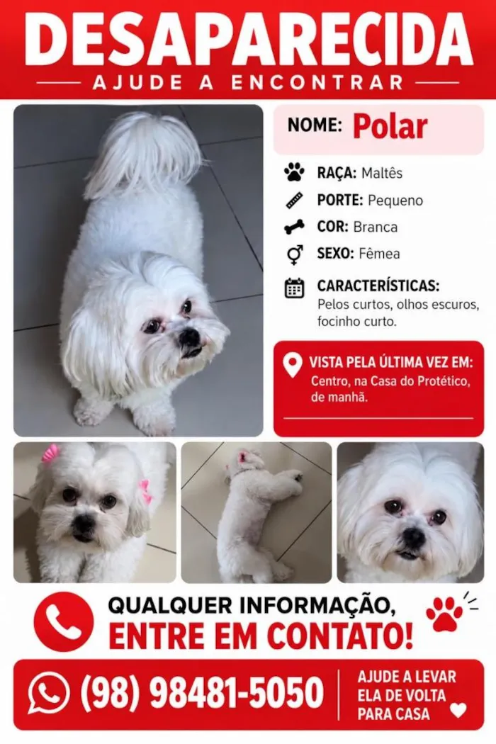Cachorro raça Maltês idade 6 ou mais anos nome Polar
