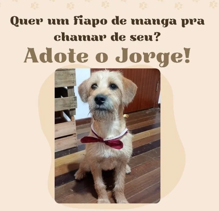 Cachorro raça SRD-ViraLata idade 7 a 11 meses nome Jorge