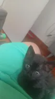 Catarina