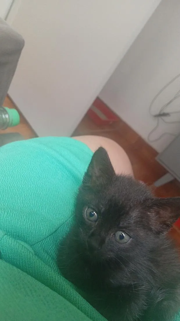 Gato raça SRD-ViraLata idade 2 a 6 meses nome Catarina