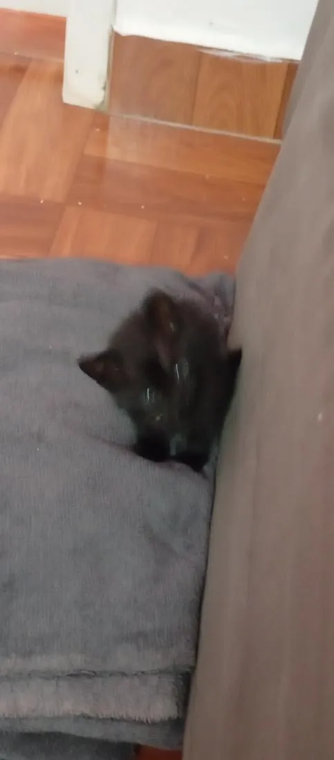 Gato raça SRD-ViraLata idade 2 a 6 meses nome Catarina