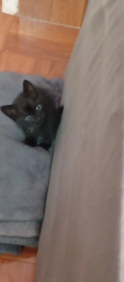 Gato raça SRD-ViraLata idade 2 a 6 meses nome Catarina