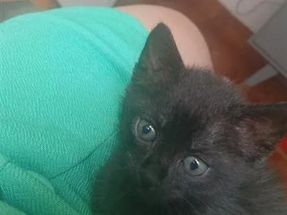 Gato raça SRD-ViraLata idade 2 a 6 meses nome Catarina