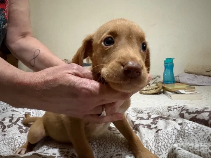 Cachorro raça SRD-ViraLata idade 2 a 6 meses nome Pedrita 