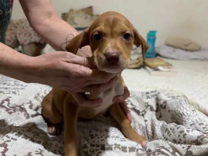 Cachorro raça SRD-ViraLata idade 2 a 6 meses nome Morgana