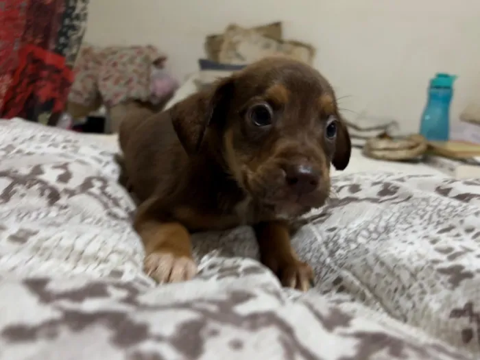 Cachorro raça SRD-ViraLata idade 2 a 6 meses nome Coragem