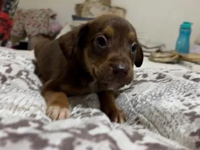 Cachorro raça SRD-ViraLata idade 2 a 6 meses nome Coragem
