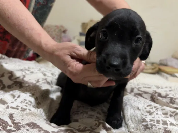 Cachorro raça SRD-ViraLata idade 2 a 6 meses nome Anastácia
