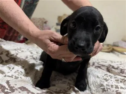 Cachorro raça SRD-ViraLata idade 2 a 6 meses nome Anastácia