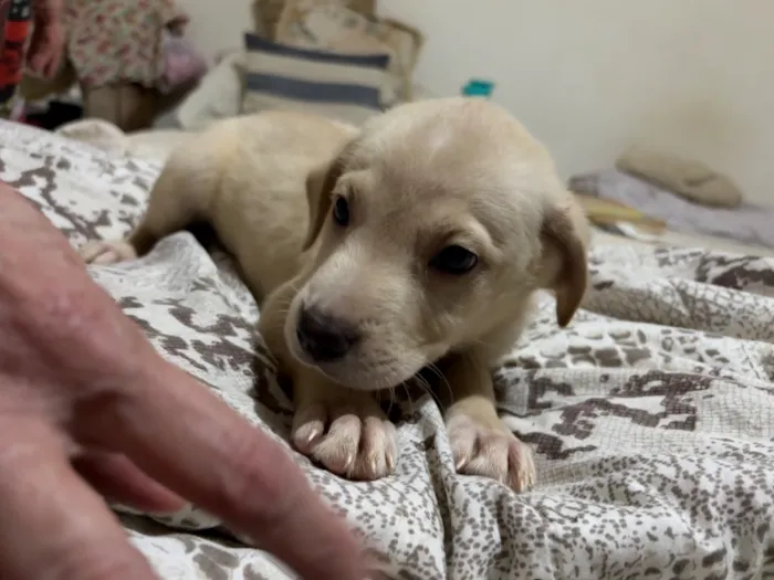 Cachorro raça SRD-ViraLata idade 2 a 6 meses nome Polaco