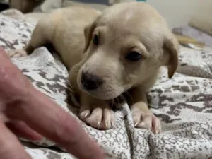 Cachorro raça SRD-ViraLata idade 2 a 6 meses nome Polaco