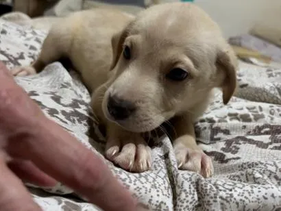 Cachorro raça SRD-ViraLata idade 2 a 6 meses nome Polaco