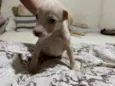 Floquinho