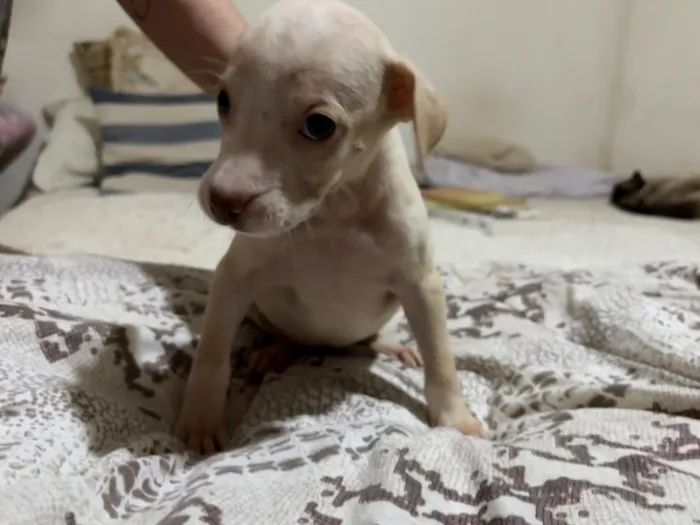 Cachorro raça SRD-ViraLata idade Abaixo de 2 meses nome Floquinho