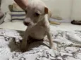 Floquinho