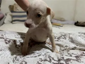 Cachorro raça SRD-ViraLata idade Abaixo de 2 meses nome Floquinho