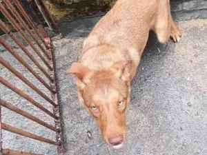 Cachorro raça SRD-ViraLata idade 7 a 11 meses nome Mel