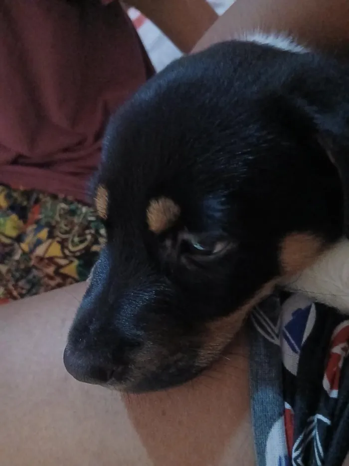 Cachorro raça Labrador idade 2 a 6 meses nome Thor