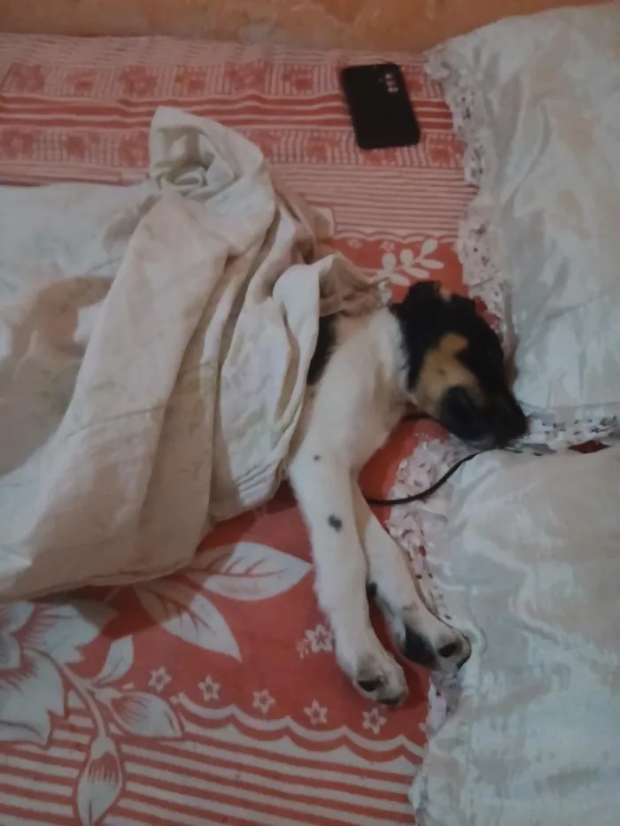 Cachorro raça Labrador idade 2 a 6 meses nome Thor