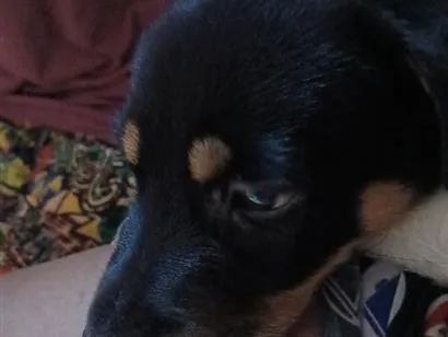 Cachorro raça Labrador idade 2 a 6 meses nome Thor