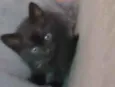 Catarina