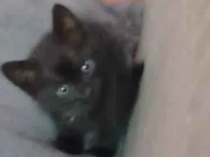 Gato raça SRD-ViraLata idade 2 a 6 meses nome Catarina