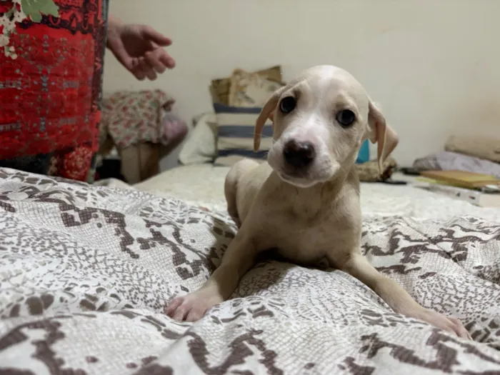 Cachorro raça SRD-ViraLata idade 2 a 6 meses nome Plutão