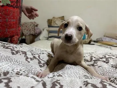 Cachorro raça SRD-ViraLata idade 2 a 6 meses nome Plutão