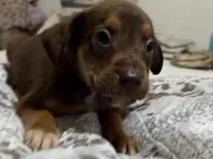 Cachorro raça SRD-ViraLata idade 2 a 6 meses nome Coragem