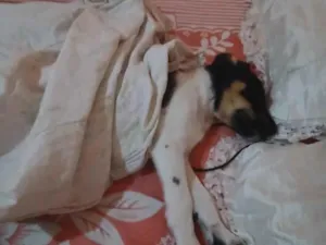 Cachorro raça Labrador idade 2 a 6 meses nome Thor