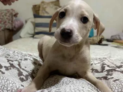 Cachorro raça SRD-ViraLata idade 2 a 6 meses nome Plutão