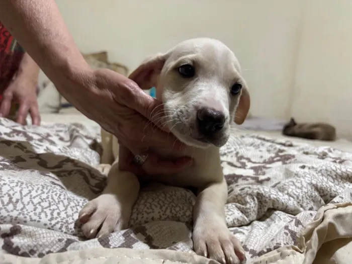 Cachorro raça SRD-ViraLata idade 2 a 6 meses nome Lua