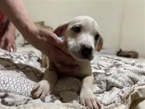 Cachorro raça SRD-ViraLata idade 2 a 6 meses nome Lua