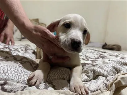 Cachorro raça SRD-ViraLata idade 2 a 6 meses nome Lua