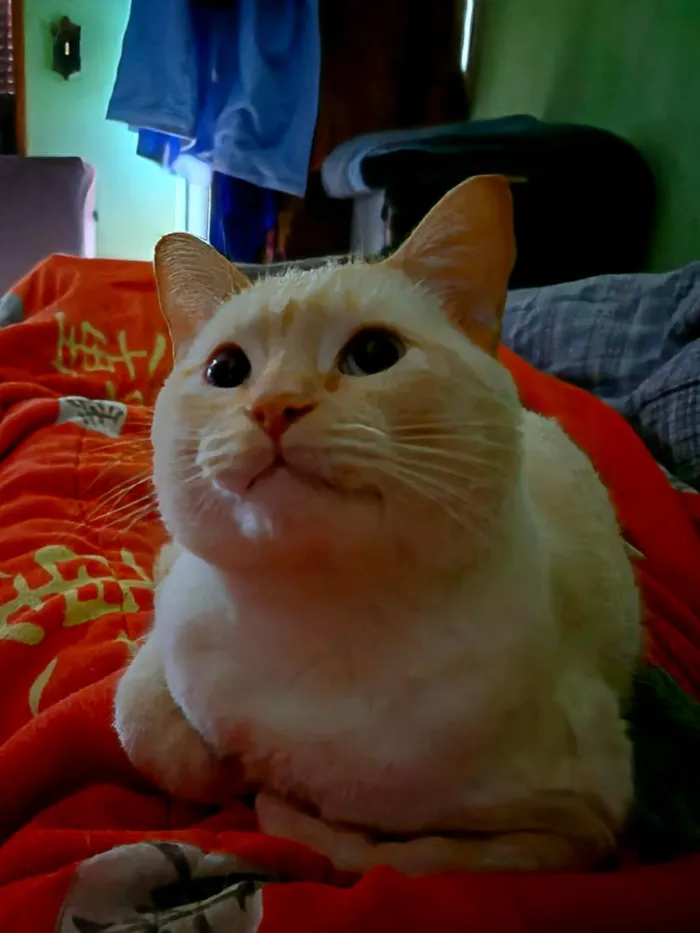 Gato raça SRD-ViraLata idade 4 anos nome Lukinhas 