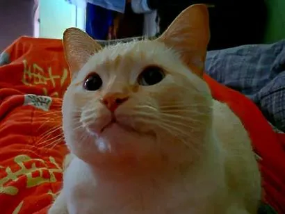Gato raça SRD-ViraLata idade 4 anos nome Lukinhas 