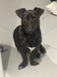 Brownie 