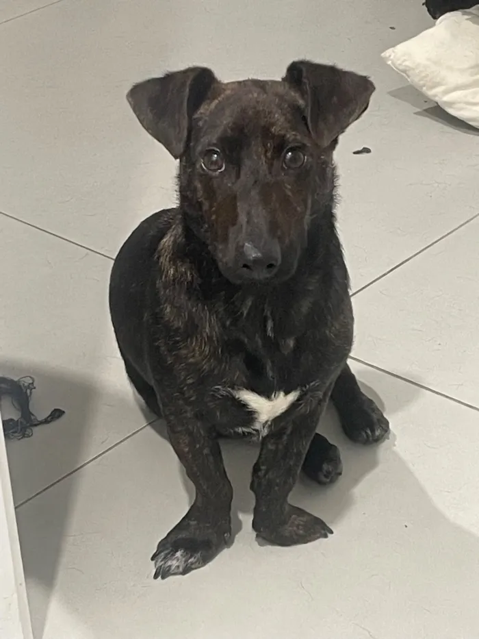 Cachorro raça SRD-ViraLata idade 7 a 11 meses nome Brownie 