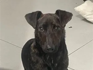 Cachorro raça SRD-ViraLata idade 7 a 11 meses nome Brownie 