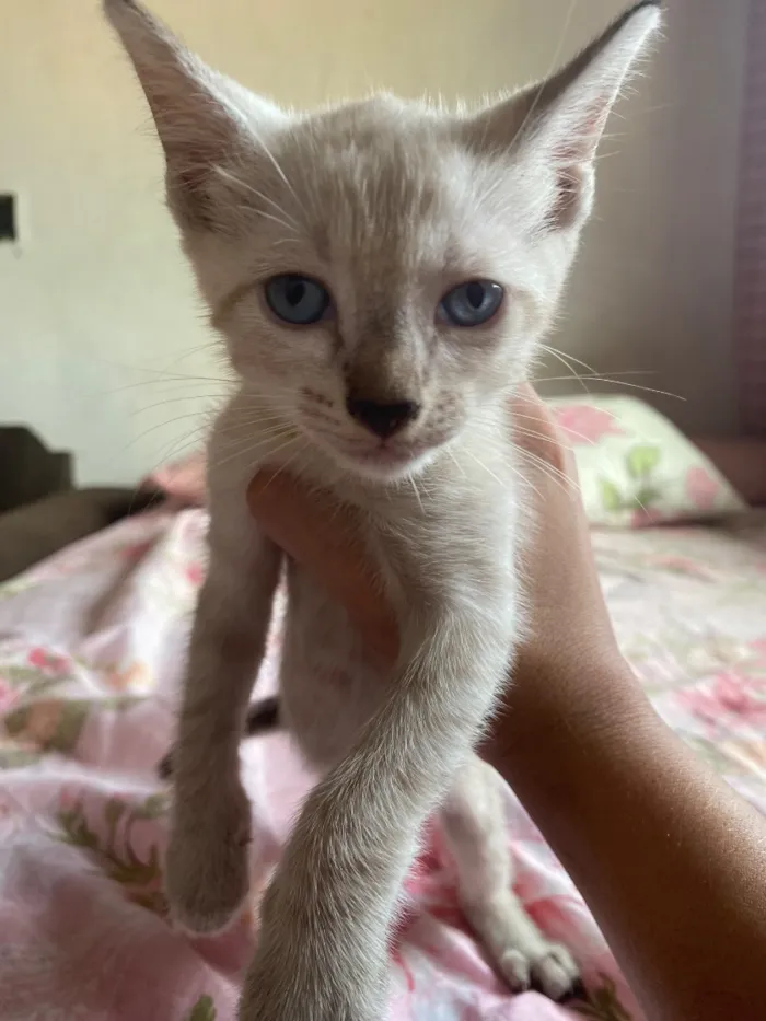 Gato raça SRD-ViraLata idade 2 a 6 meses nome Sem nome