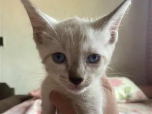 Gato raça SRD-ViraLata idade 2 a 6 meses nome Sem nome