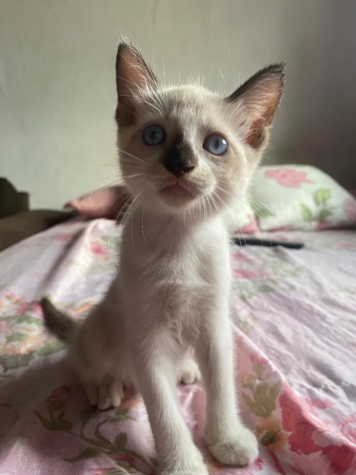 Gato raça SRD-ViraLata idade 2 a 6 meses nome Sem nome