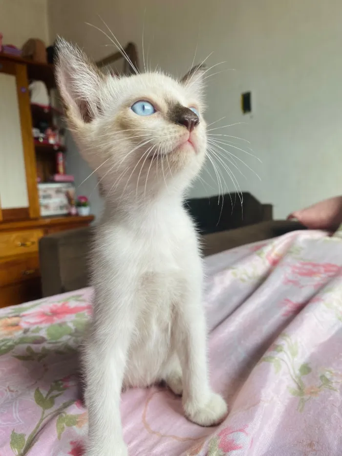 Gato raça SRD-ViraLata idade 2 a 6 meses nome Sem nome
