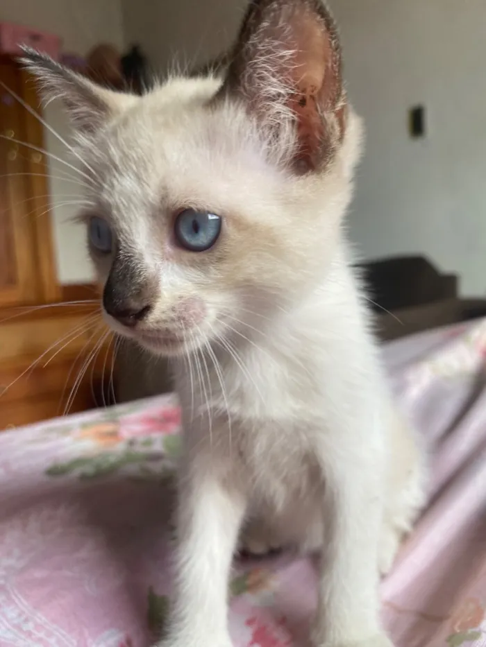 Gato raça SRD-ViraLata idade 2 a 6 meses nome Sem nome
